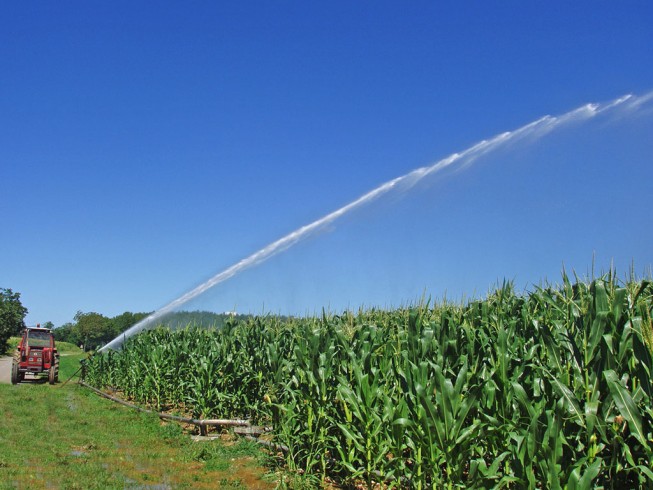 Fibra ottica per l’irrigazione in agricoltura - aSalerno.it