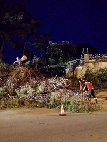 Battipaglia: albero crollato nella zona di Lido Lago - aSalerno.it