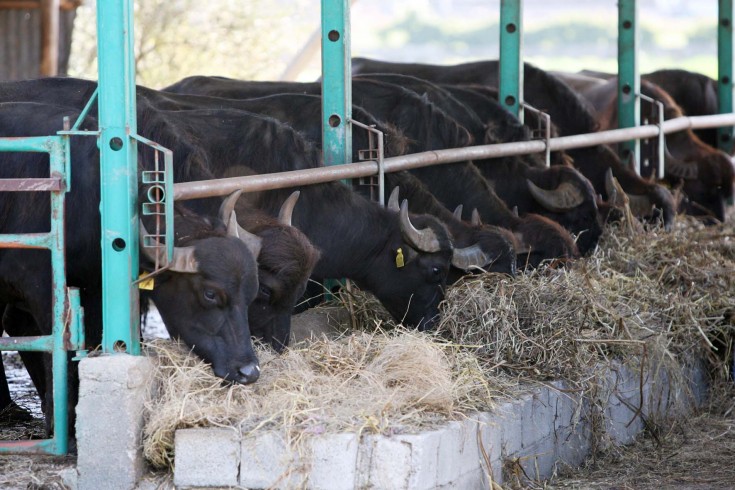 Mucche e vitellini legati e malnutriti, sequestrato allevamento ad Eboli - aSalerno.it