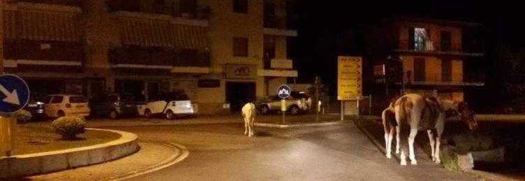 Agropoli, turista svizzera travolge un cavallo libero per strada - aSalerno.it
