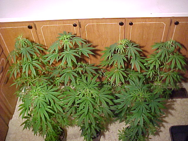 Sequestrata una piantagione di cannabis con piantine alte 150 cm - aSalerno.it