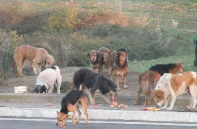 Eboli: cani avvelenati per strada, scatta l’allarme sui social - aSalerno.it