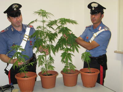 Trovato in casa con 67 piante di cannabis, arrestato giovane - aSalerno.it