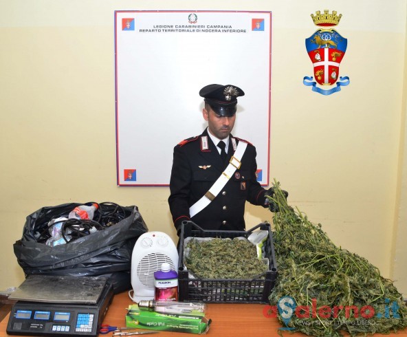 Nocera Inferiore, due arresti per coltivazione di marijuana - aSalerno.it