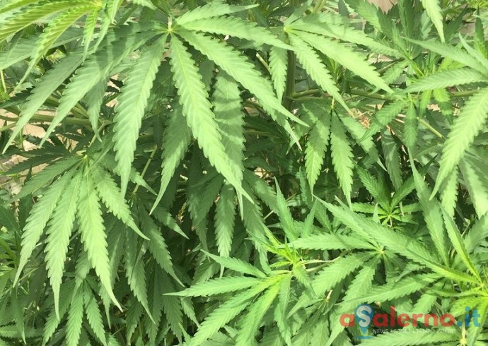 Pagani, sequestrate 11 piante di marijuana: in manette un uomo - aSalerno.it