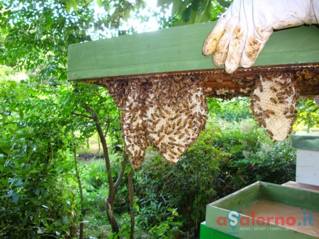 Camerota, scopre in casa uno sciame d’api e 12 chili di miele - aSalerno.it