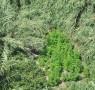 Foto Sequesto piantagione di cannabis nel comune di Battipaglia