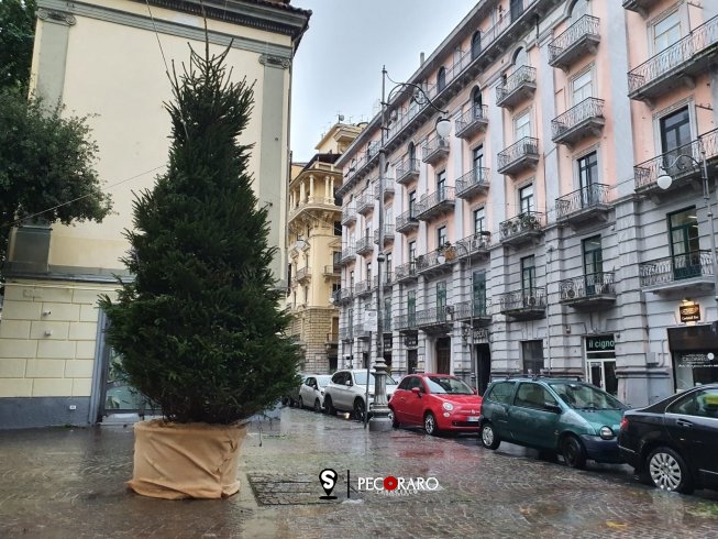 In via Velia il primo dei 12 alberi posizionati dal Comune di Salerno - aSalerno.it