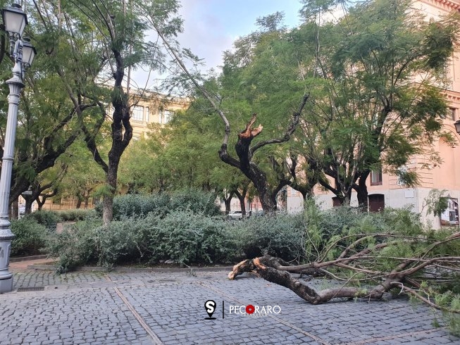 Alberi “dilaniati” dal vento in piazza Umberto I – LE FOTO - aSalerno.it