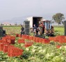 immigrati agricoltura campi