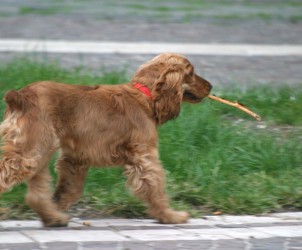 Salerno : Cane senza guinzaglio