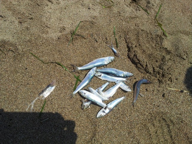 Moria di pesci sulla costa salernitana, iniziano le indagini - aSalerno.it