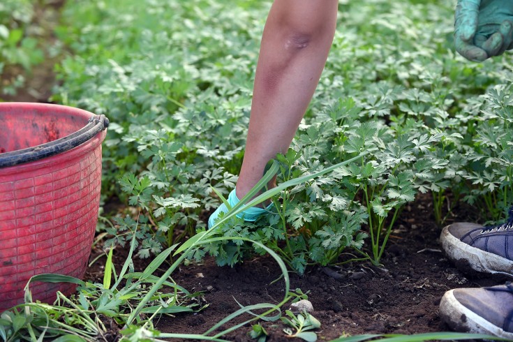 Lavoro nero, fermati 9 giovani extracomunitari nei campi agricoli - aSalerno.it