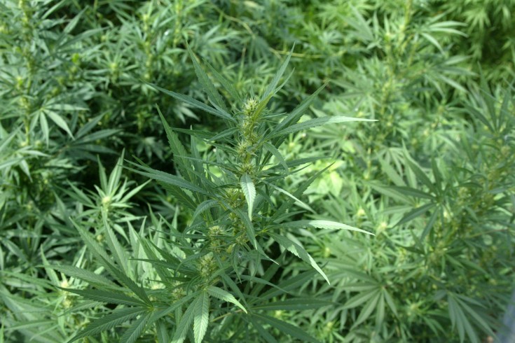 Sarno, scoperta mega coltivazione di marijuana - aSalerno.it