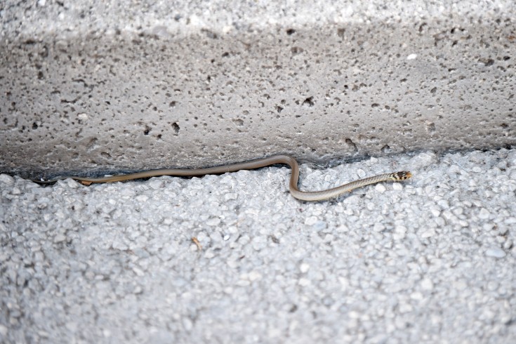 Panico al Ruggi d’Aragona, serpente nel viale - aSalerno.it