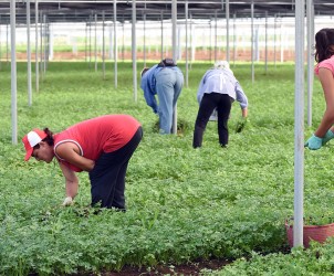LavoroCampi20