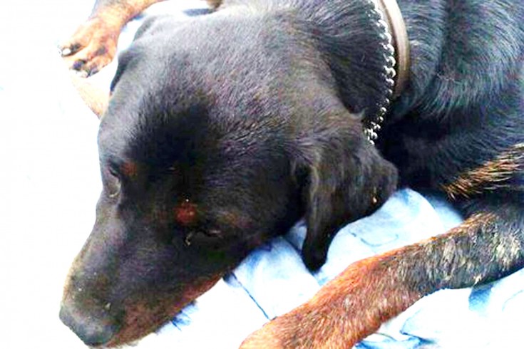 Capaccio: cagnolina sparata e investita, è in gravi condizioni - aSalerno.it