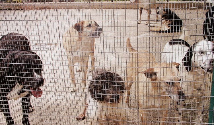 Scafati: scoperta casa lager per 10 cani, arrestato il responsabile - aSalerno.it