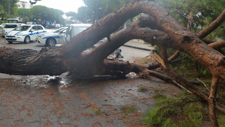 Maletiemp, a paur è che a Saliern “chiov’n” alberi - aSalerno.it