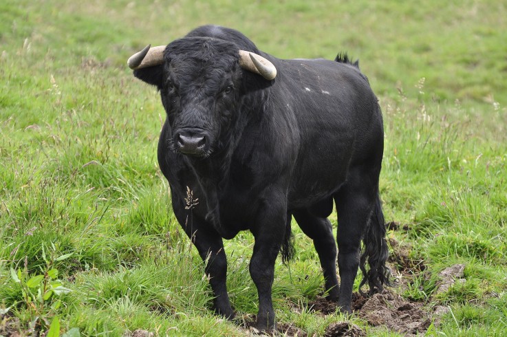 Allevatore viene incornato da un toro: rischia la vita - aSalerno.it