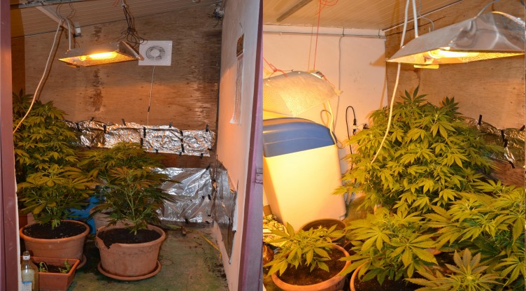 FOTO – Ecco le piante di marijuana sequestrate a Pontecagnano - aSalerno.it