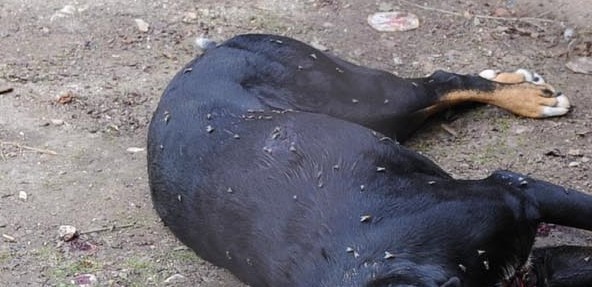 Eboli, uccidono un cane a sprangate nel corso di una rapina - aSalerno.it