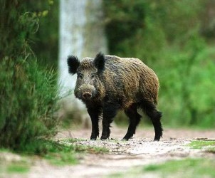 cinghiale-caccia