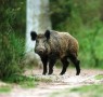 cinghiale-caccia