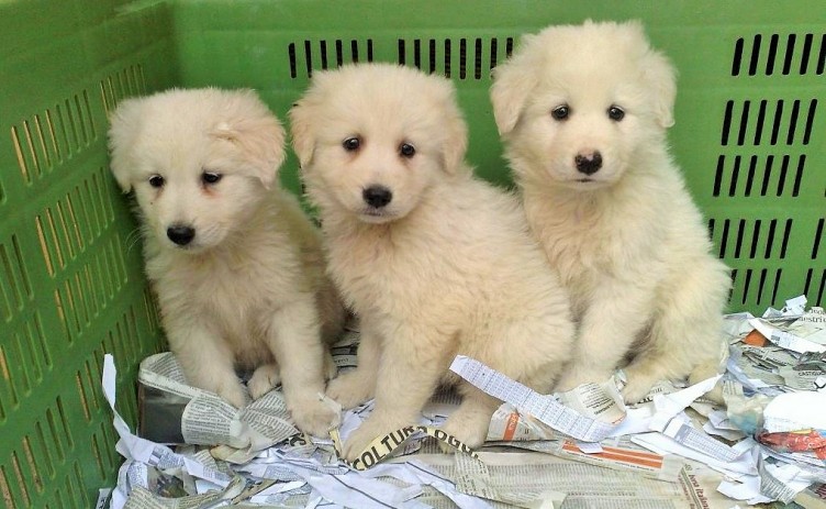 Narcotizzano i cani e rubano i cuccioli di razza, è allarme a Cava de’Tirreni - aSalerno.it