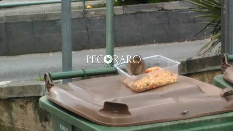 Ratti e blatte a Salerno, parte la disinfestazione adulticida - aSalerno.it