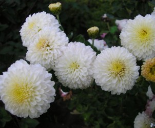 crisantemi,-bianco-161990