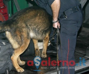 sal : controlli carabinieri alla stazione nella foto mentre controllano con i loro cani nei pulman Foto Tanopress - Antonio Barone