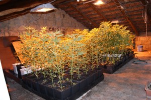 marijuana piante