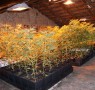 marijuana piante