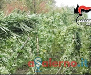 cannabis