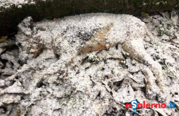 Abbandonata muore sotto la neve, diventa virale la foto di una cagnolina nel Salernitano - aSalerno.it