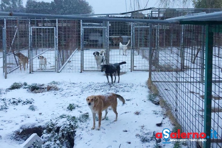 Il Comune di Salerno dona 60 cucce al canile di Eboli - aSalerno.it