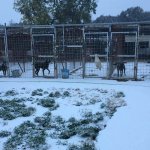 SAL - 06 01 2017 Eboli Canile invaso dalla neve. Foto Tanopress