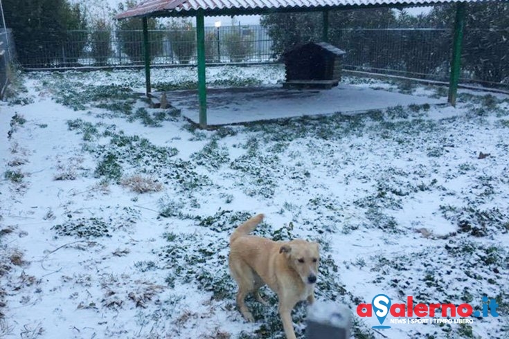 Il Comune di Salerno si attiva per il canile di Monte di Eboli - aSalerno.it