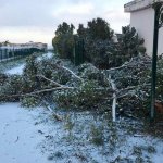 SAL - 06 01 2017 Eboli Canile invaso dalla neve. Foto Tanopress