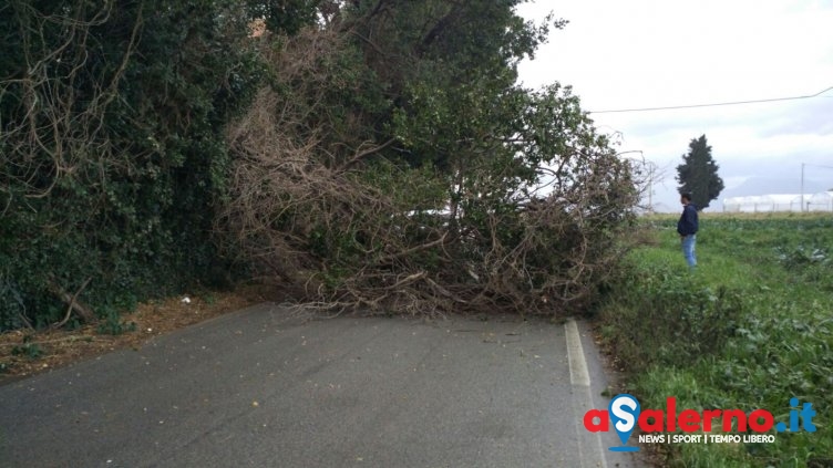 Incidente sulla provinciale tra Bellizzi e Corno d’Oro, cade albero su un furgone – FOTO - aSalerno.it