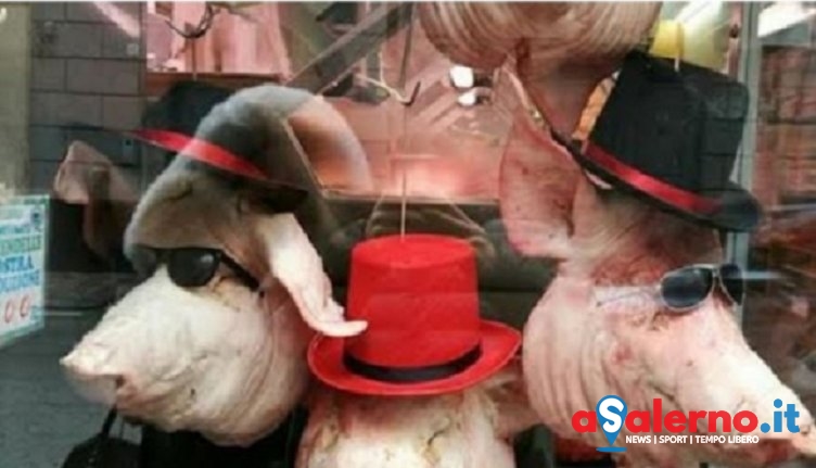Maiali “decorati”, polemica sulla vetrina di un macellaio di Fratte – FOTO - aSalerno.it