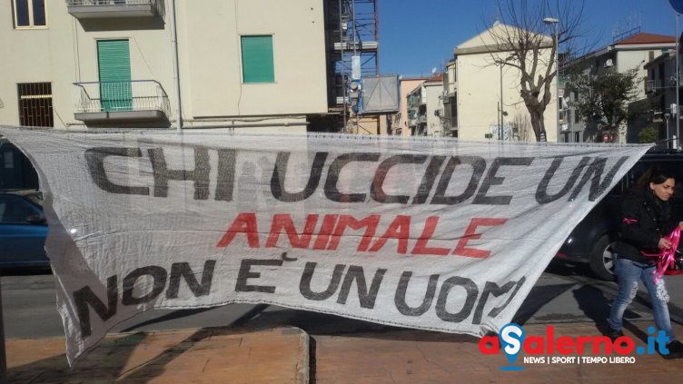 Uccisione della cagnolina, c’è una querela alla Procura della Repubblica di Salerno - aSalerno.it