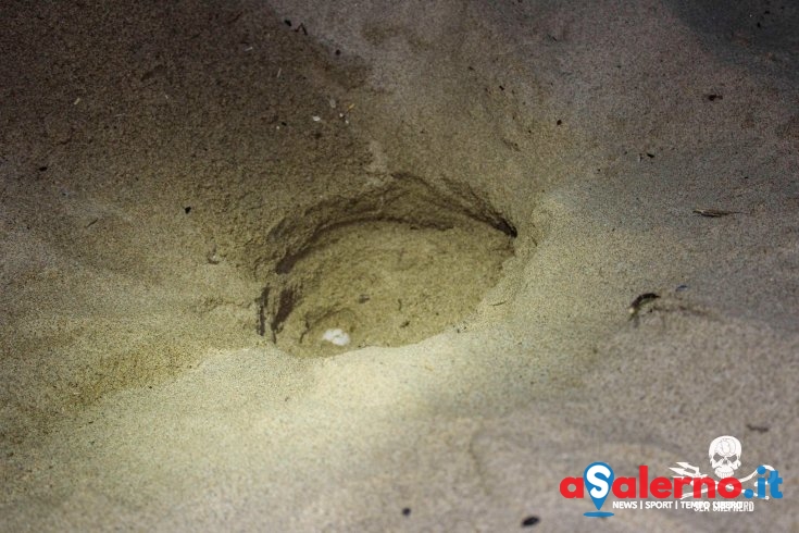 Altro nido a Palinuro, trovate uova di tartaruga Caretta caretta sulla spiaggia – FOTO - aSalerno.it
