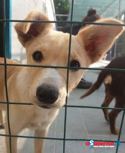 Salerno, la Lega Nazionale per la difesa del cane: “Abbiamo bisogno dell’aiuto di volontari” - aSalerno.it