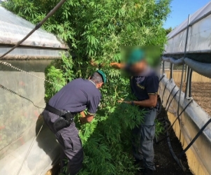16005_Foto sequestro marijuana