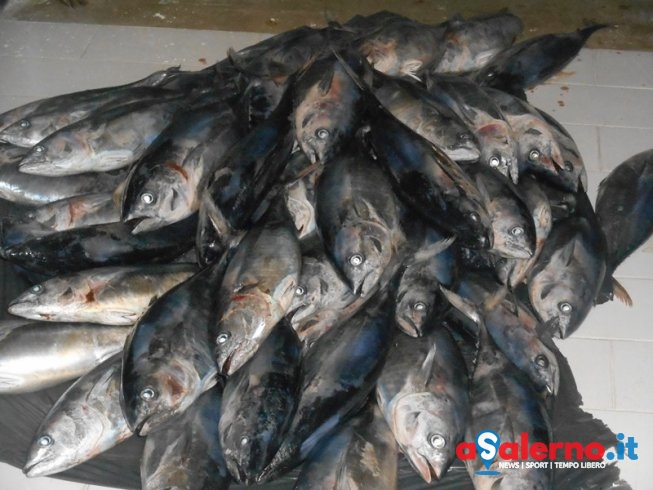Pesca illecita: tonno rosso e pesce spada in Costiera Amalfitana, scattata l’operazione Torpedo - aSalerno.it
