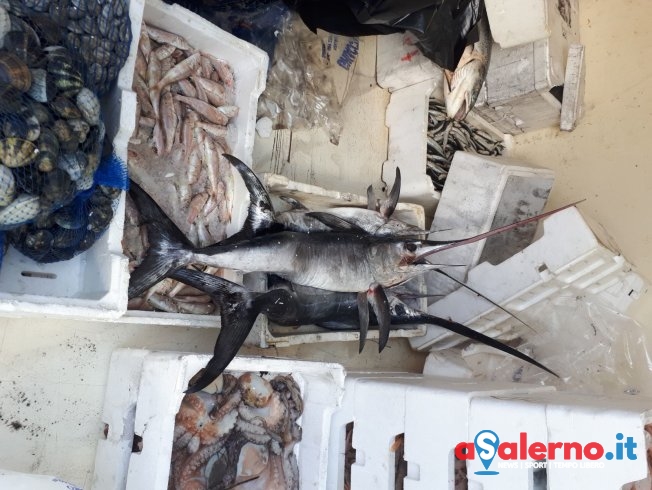 Sequestrato pesce spada sotto taglia: multa “salata” per il titolare di una pescheria - aSalerno.it