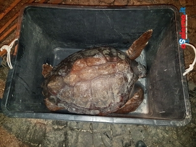 Catturata per sbaglio da un peschereccio: tartaruga salvata dalla Guardia Costiera di Salerno - aSalerno.it
