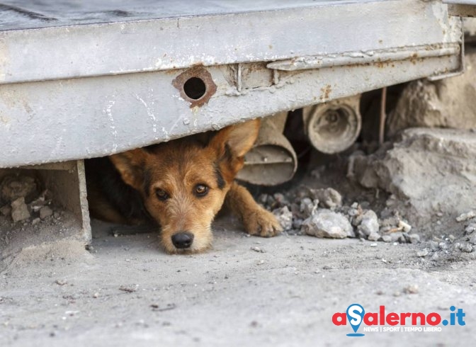 Camerota: il Comune lotta contro l’abbandono dei cani - aSalerno.it